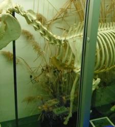 horse skeleton